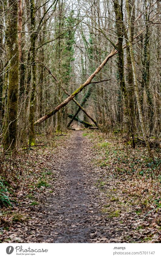 This path will not be an easy one tree trunks Log Logging obstructed obliquely naturally Lanes & trails Wood Forest death forest Climate change