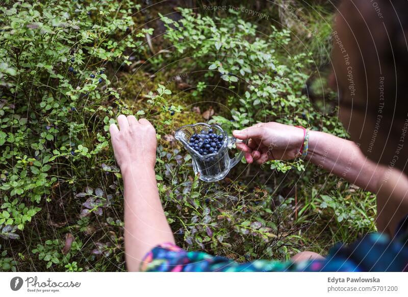 Picking blueberries from a forest Blueberry Forest Berry Fruit Plant Growth Nature Day Food Food and Drink Freshness Healthy Eating Sweden Outdoors Tranquility