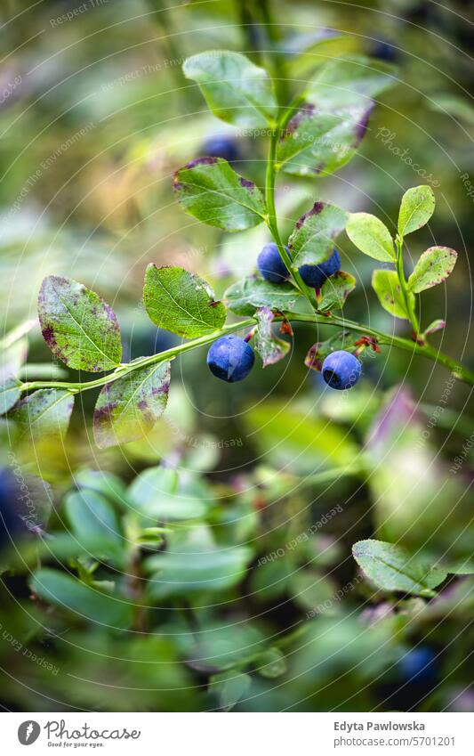 Blueberries growing in the forest Blueberry Forest Berry Fruit Plant Growth Nature Day Food Food and Drink Freshness Healthy Eating Sweden Outdoors Tranquility