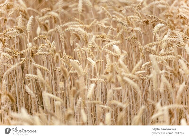 Golden wheat in a cultivated field agriculture background beautiful country countryside farm grass green landscape meadow natural nature outdoors plant rural