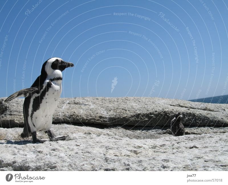 Dancing Penguin Simon's Town Cape of Good Hope Africa Dance Sky Blue