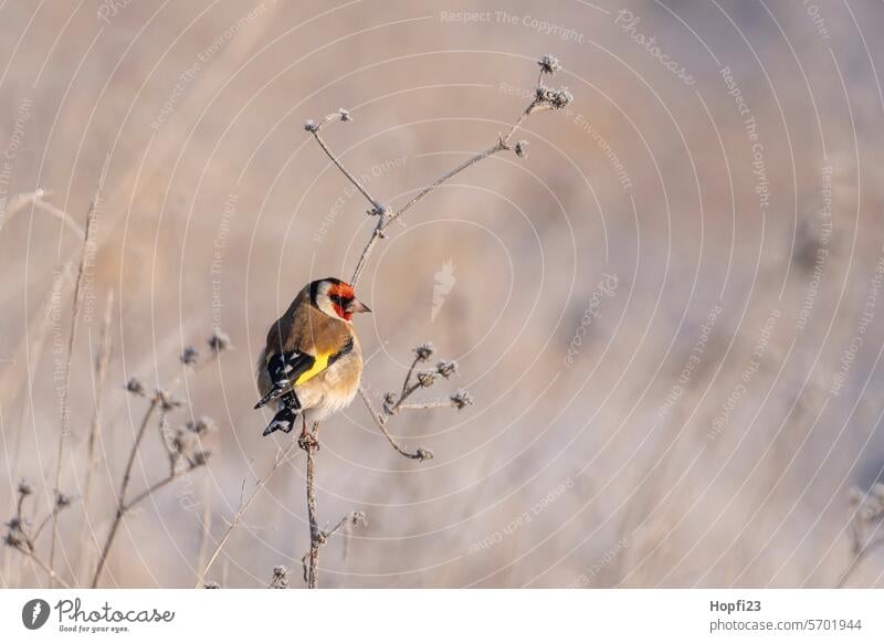Goldfinch looking for food goldfinch Bird Nature Animal Exterior shot Colour photo Wild animal Deserted Day Environment 1 Shallow depth of field Full-length Sit