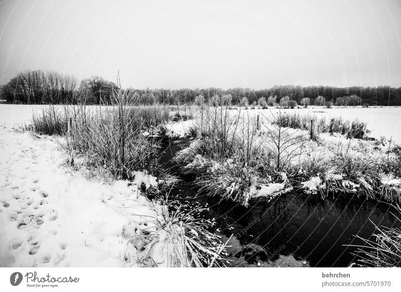 silent Black & white photo Nature Snow Cold winter landscape Landscape Frost trees Winter chill Freeze Seasons Weather Idyll Frozen Winter mood Home country