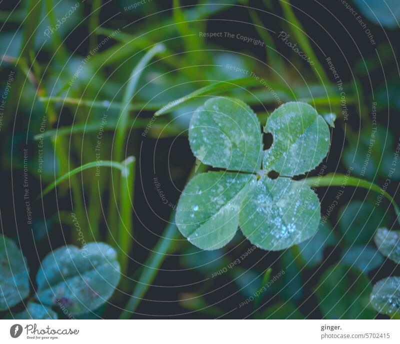 Good luck! - Four-leaf clover with a small defect - What's perfect? Cloverleaf Four-leaved Grass Green Happy Good luck charm Plant Leaf Colour photo Close-up