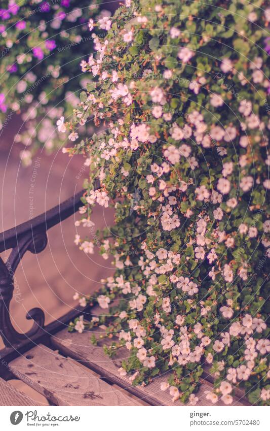 Magnificent blossoms in dusky pink Bench splendour blossoming rail Iron Nature Pink Spring Blossom Blossoming Plant Delicate Garden Exterior shot Colour photo