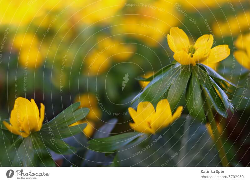 Winter aconites in bloom spring bloomers Spring fever Spring Flowering Blossom Nature Close-up Garden Spring flower Blossoming Plant blossom Delicate Detail