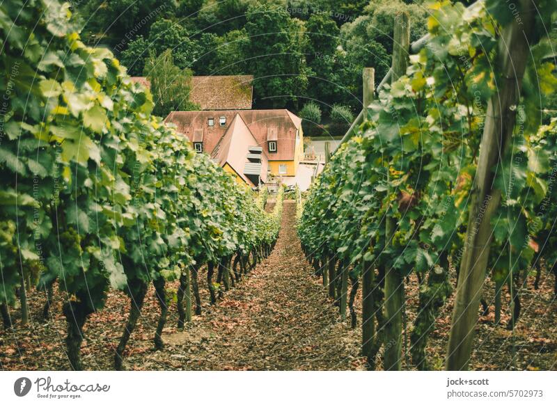 typically German | location, soil and climate of the vineyards Vine Vineyard Wine growing slope house roof Bird's-eye view Deciduous tree Agriculture vines