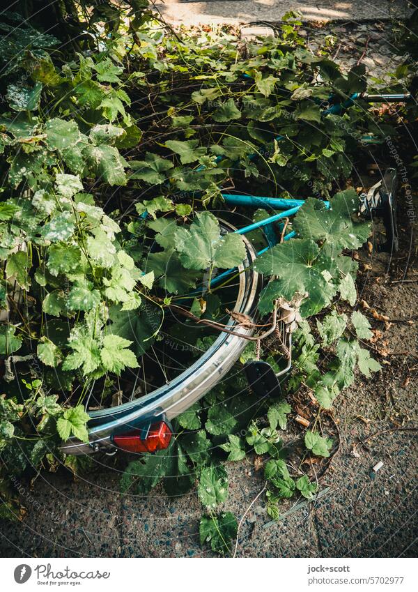 Green immobility Bicycle Overgrown a long time Forget Authentic Transience Scrap metal Decline rental bike Old ingrown rusty Lie Ivy Parking area Detail