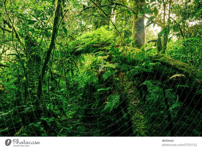 Green forest with fallen tree trunk covered with green moss, lichen and fern. Forest ecosystem. Biodiversity of cloud forest. Natural carbon sink. Green tree capture CO2. Sustainable green environment