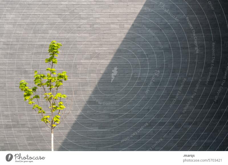 sunny side Wall (building) Tree Spring Twigs and branches Growth Green Architecture Modern Structures and shapes Pattern minimalism Beginning young tree 1 wax