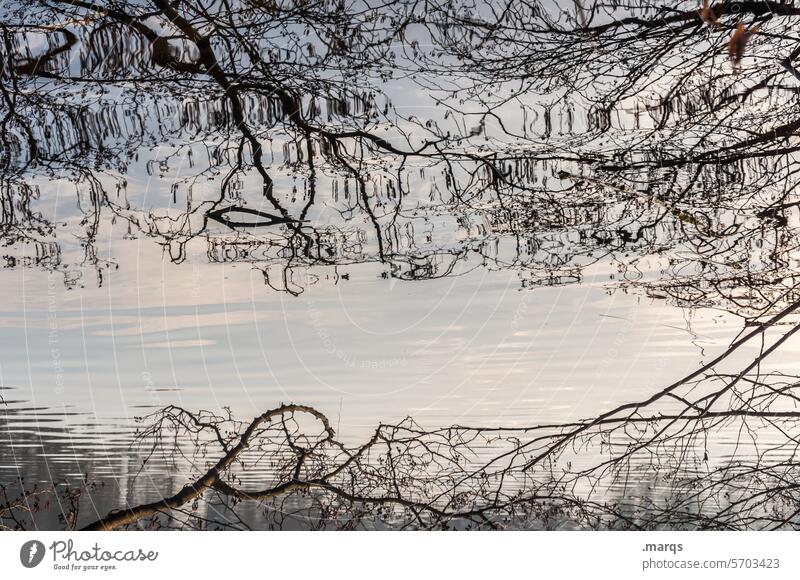 Mirrored branches Nature Water Reflection Lake Structures and shapes ruffled Calm Romance Surface of water Delicate Twigs and branches Idyll Relaxation Plant