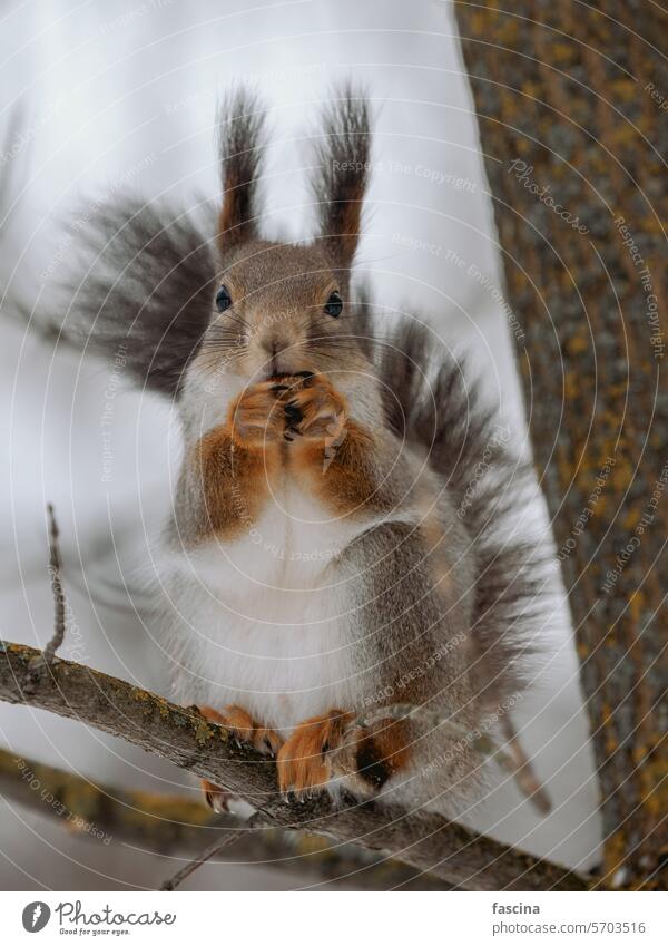 Beautiful gray squirrel eats nut on tree in winter rodent tail wildlife mammal cute beauty habitat nature grey pretty animal small sciurus outdoor curious