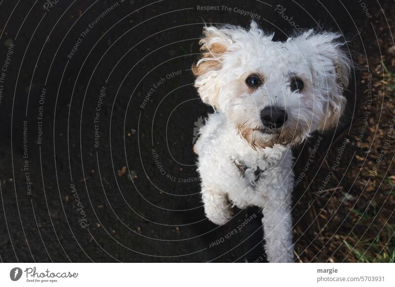 small white dog Dog Small Cute Pet Exterior shot White portrait Looking Animal