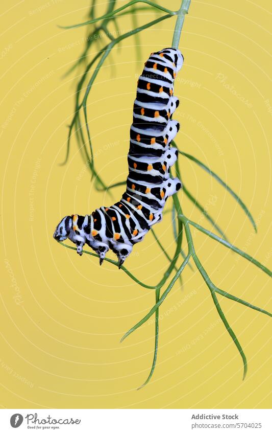 Vibrant Papilio machaon caterpillar clinging to a green stem, showcased against a contrasting yellow background swallowtail butterfly larva pattern black white
