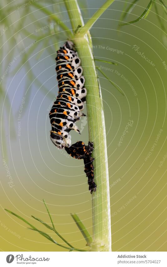 A Papilio machaon caterpillar feeds on a green stem, with its striking black and orange patterns contrasted against a gradient green background swallowtail