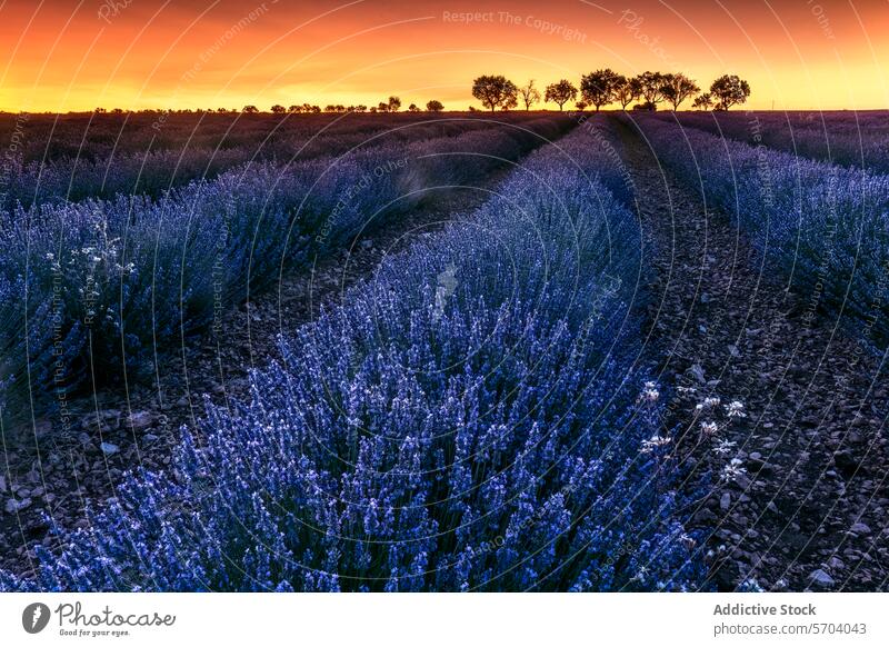 Twilight over a Lavender Field with Path Leading Through lavender field twilight dusk sky path purple bloom serene agriculture farm floral landscape nature