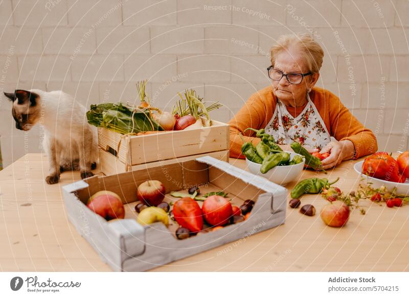 Senior Woman Sorting Fresh Vegetables With Cat Companion elderly woman cat siamese fresh vegetables produce fruit apple tomato cucumber onion beetroot health
