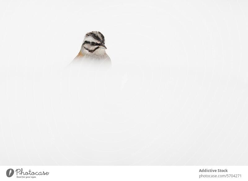 A headshot of a Rufous-collared Sparrow emerges from a seamless white background, highlighting its distinct facial markings bird minimalism nature wildlife