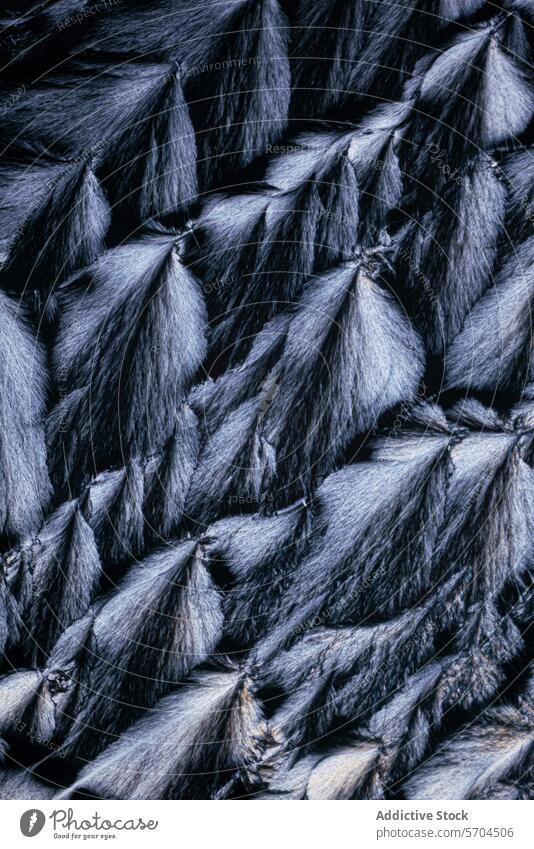 Close-up texture of lush black bird feathers close-up detail pattern luxurious dark intricate natural wildlife softness elegant organic layer plumage abstract