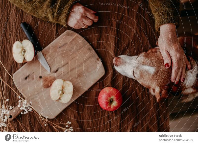 Cozy kitchen moment with pet dog and apple slicing slice cutting board affection hand wooden cozy animal fruit food preparation love care domestic indoor knife