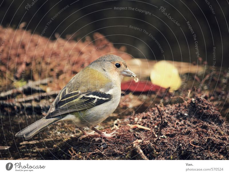 jealousy about food Nature Animal Earth Autumn Wild animal Bird Chaffinch 1 To feed Small Brown Yellow Feather Colour photo Multicoloured Exterior shot Deserted