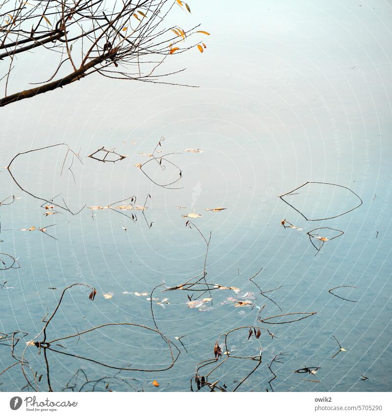 flotsam Water Pond Forest lake Surface of water twigs aquatic plants fragments leaves hovering Minimalistic Abstract Reflection Exterior shot Lake Nature