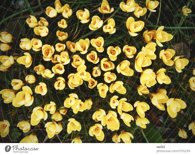 floral pattern Crocus blossom flowers Plant Blossom Colour photo Close-up Bright Colours colourful pretty Spring Exterior shot Green Nature Flower Upward
