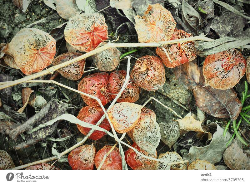 State of exhaustion Chinese lantern flower Physalis disused waste Compost Detail Structures and shapes Plant Together Deserted Exterior shot Fragile Reticular