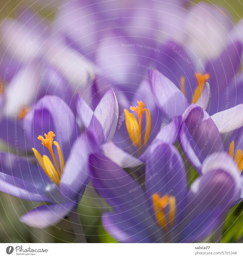 Purple crocuses glow in the sunlight Flower Blossom Crocus Spring flowering plant Spring fever Violet Nature Plant Colour photo Blossoming Close-up