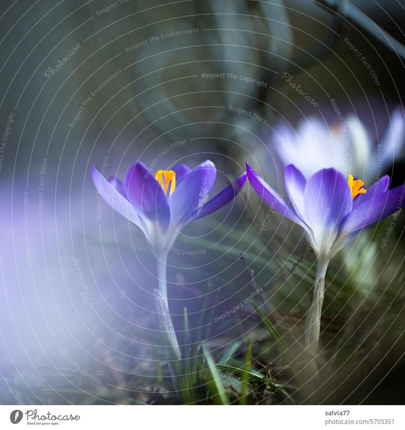 tender touch Crocus Flower Blossom Nature Spring Plant Violet Blossoming Macro (Extreme close-up) Spring fever Garden Spring flowering plant Deserted contact