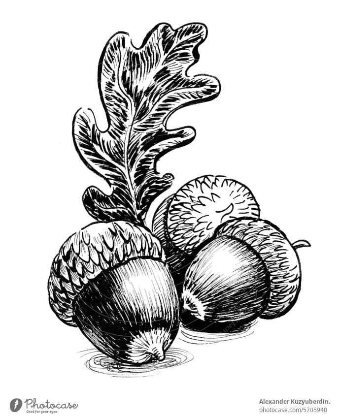 Three acorns and oak leaf. hand drawn retro styled ink black and white drawing tree nut nature art artwork sketch cartoon illustration