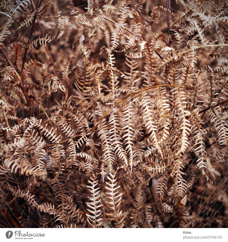 Fern in winter Winter Shriveled Pattern structure Nature Plant Brown Environment Close-up Transience Seasons naturally Branch Twig Close-up view Delicate