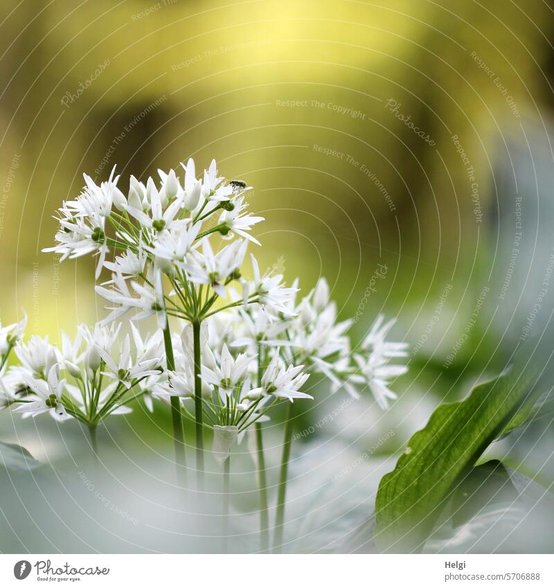 Wild garlic blossoms Club moss Plant Spring flowering plant Woodground Nature Exterior shot Deserted Shallow depth of field naturally Wild plant Close-up Forest