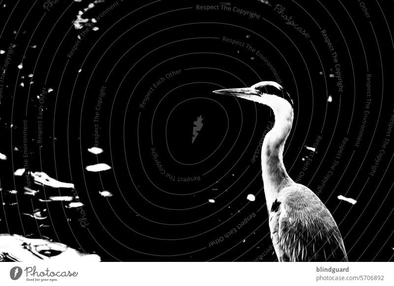 There is a heron at the pond, the fish can see its legs Heron Bird hunting Black & white photo Water Contrast Hunter Grey heron herons Lake Pond Animal Nature