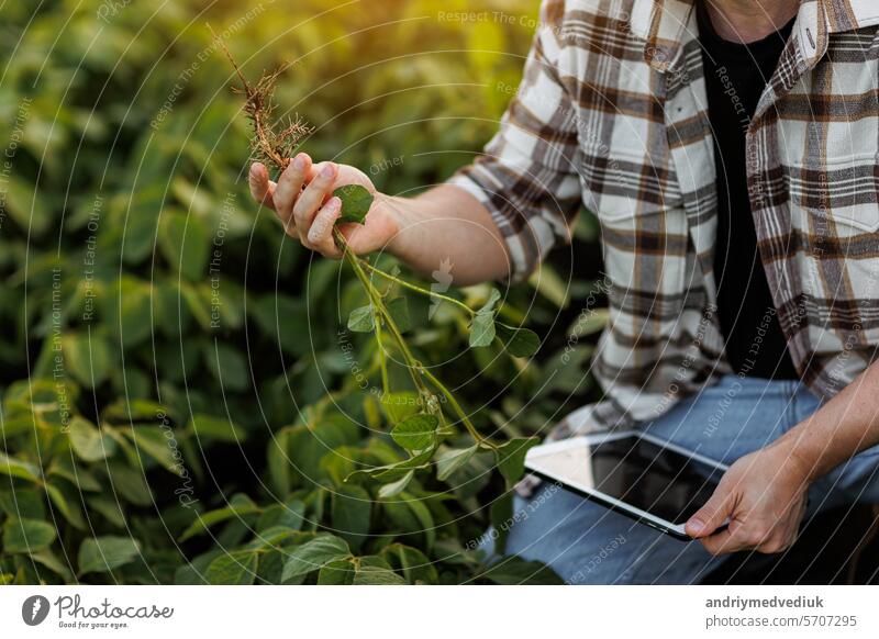 Smart farming. Farmer with digital tablet controls growth and development of soybeans plant in field. Agronomist examines and checkins roots of green sprouts of soya before harvesting. Agribusiness