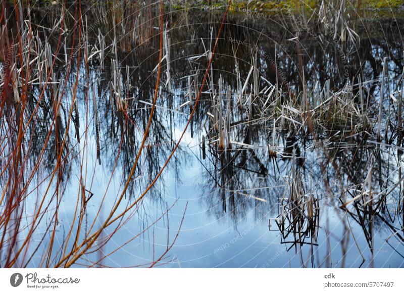 At the end of winter: biotope in the evening light. Water Habitat reed reed grass graze Willow rods reflection trees pond Pond ponds Nature Reflection Idyll