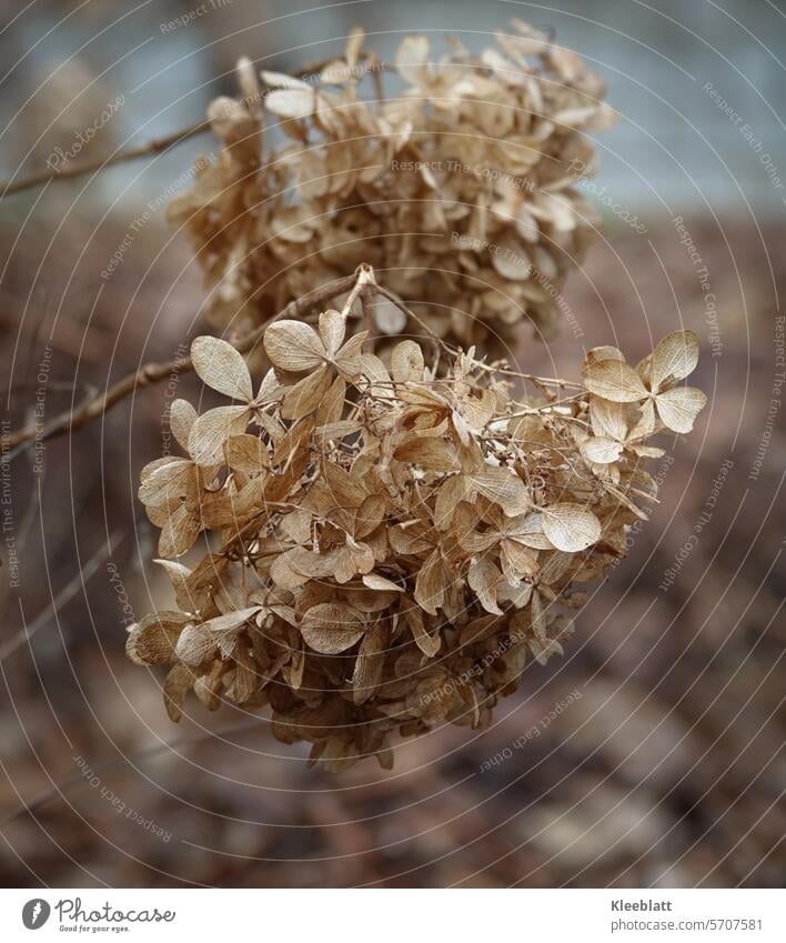 Hortensia - faded beauty Shriveled Blossom Plant Transience change Death and renewal Change over time Seasons Decline Dried Dry Limp Faded Old Brown Autumn