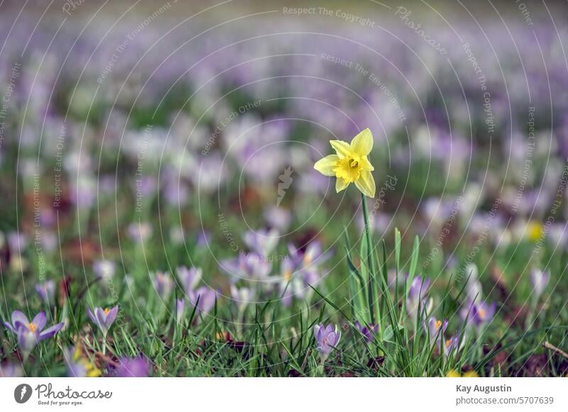 Herald of spring, the daffodil narcissus Amaryllidoideae yellow blossom inflorescence asparagus-like Easter flower plants flora Botany Amaryllis Crocus
