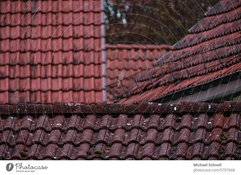 Roof tile roof collection rooftop landscape roofs Architecture Old town Building Roofing tile Above Manmade structures Historic