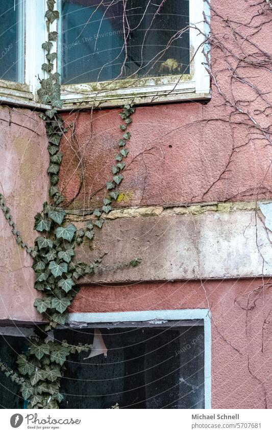 Assertive climbing plant Creeper upstairs strive for the top Nature Reconquest by nature reconquest Exterior shot Growth Aspire dilapidated building Old