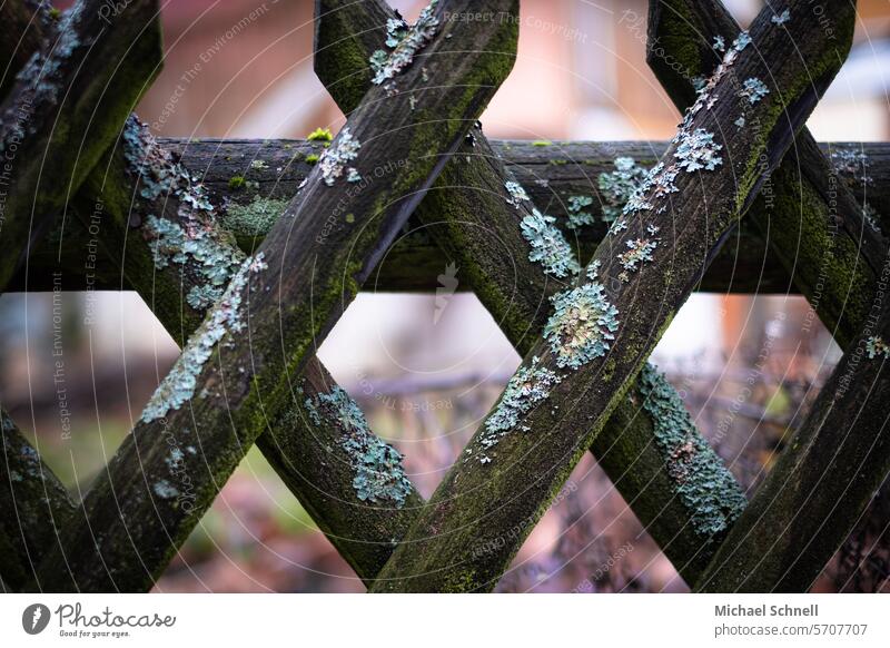 Wooden fence, mossy. (Even if it's rather lichen...) Fence Garden fence Border Nature lattice fence Moss Weathered Old demarcate Lichen