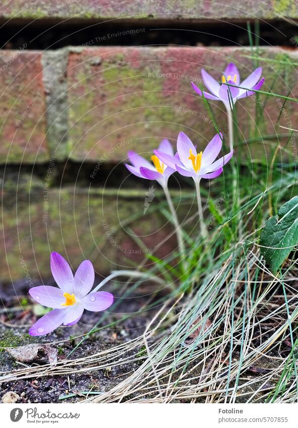 Delicate purple crocuses with a few drops stretch upwards in front of a wall and welcome spring. Crocus Spring Flower Blossom Violet Plant Blossoming Close-up