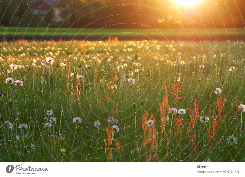 bathed in light Meadow Meadow flower Summer evening evening light blossom Warm light Dandelion luscious Green Summery Sunlight naturally Grass Flower meadow