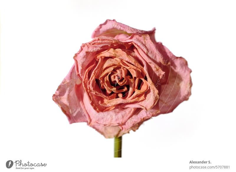 Withered pink rose blossom in front of a white wall Flower Plant Blossom Limp fading wilting flower Transience Faded withered rose vanitas Still Life