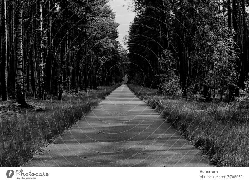 Analog black and white photography. Cycle path in the forest in summer with light and shadow Analogue photo analogue photography analog photography analog image