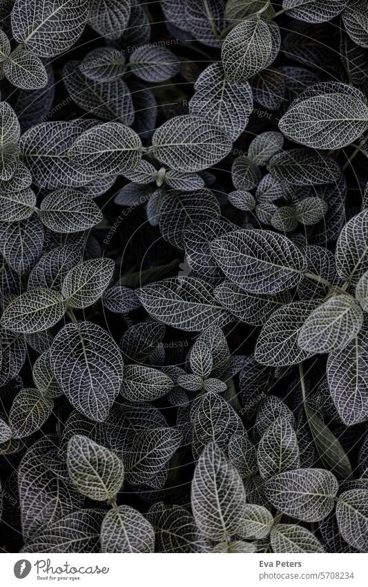 Close-up of a Fittonia plant Fittonia albivenis Plant Leaf Nature Garden botanical background flora leaves Botany naturally foliage Houseplant Fresh texture wax