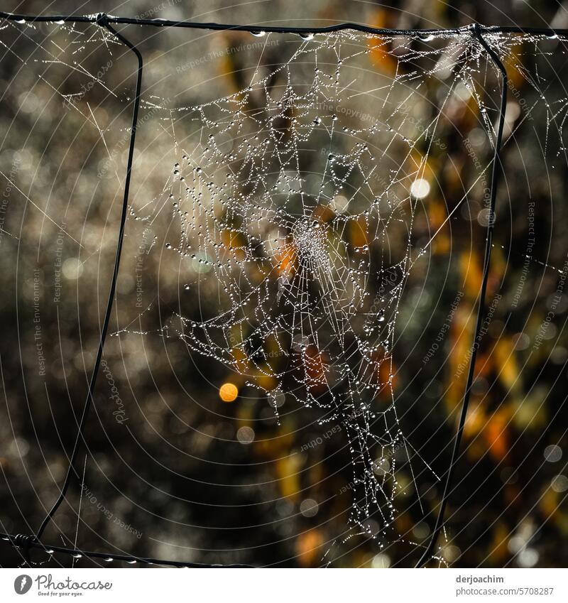 Artfully woven spider's web with drops of water Cobwebs Exterior shot Close-up Detail naturally Spider's web Drop Dew Wet Nature Drops of water dew drops Water