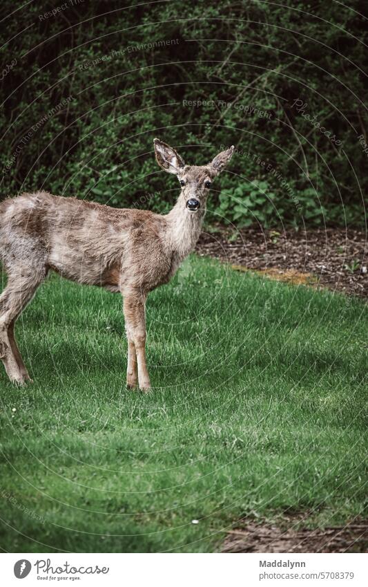 A Deer outside in Nature at a green Park nature park Wild animal Animal Roe deer Exterior shot Green Forest Grass Environment Colour photo Animal portrait