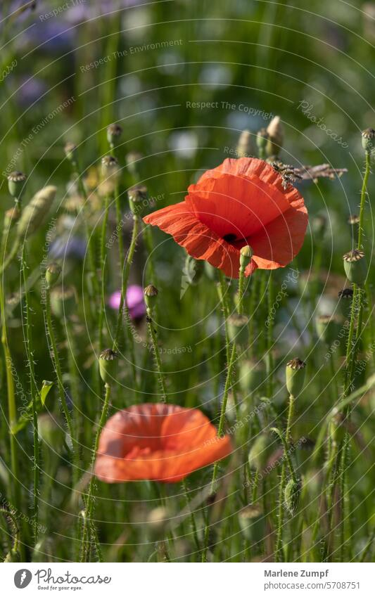 Red poppies in a flower meadow Flower Flower meadow flowers Summer Poppy Grass Blossoming Corn poppy colourful Peaceful Meadow Green Plant Spring Field