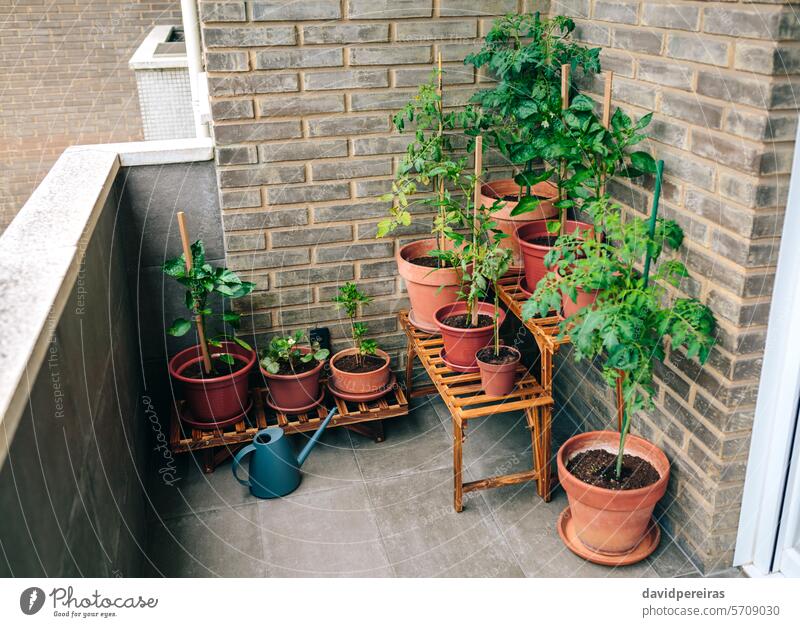 Vegetable garden on balcony of apartment with plants growing on ceramic pots urban vegetable terrace growth organic ecological sustainable botanical patio